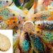 Quel poisson mange les guppys ?