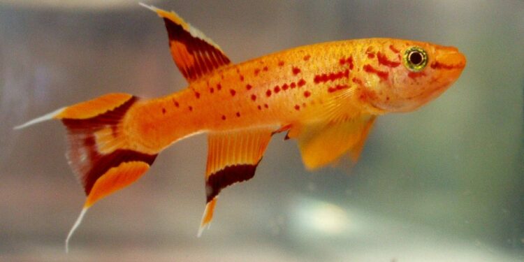 Quel poisson mettre dans un aquarium de 7l ?