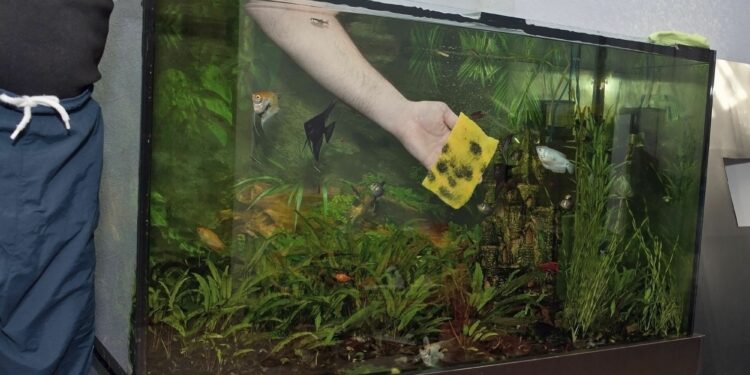 Quel poisson mettre en premier dans un aquarium ?