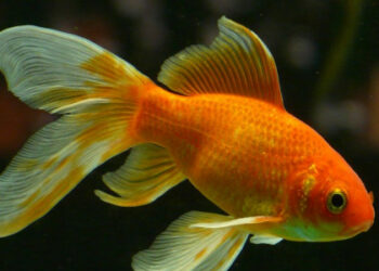 Quel poisson mettre en premier dans un aquarium ?