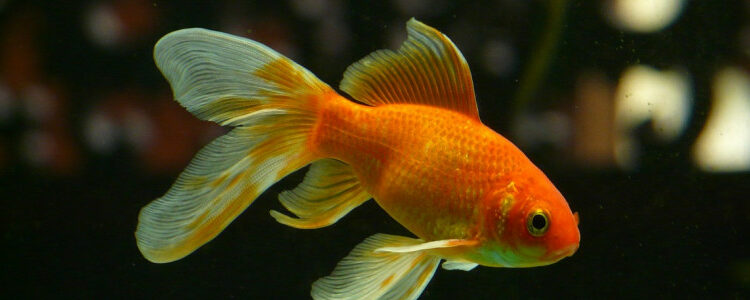 Quel poisson mettre en premier dans un aquarium ?