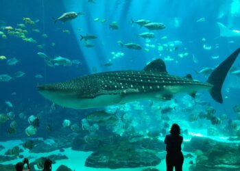 Quel poisson n'a pas besoin de pompe ?