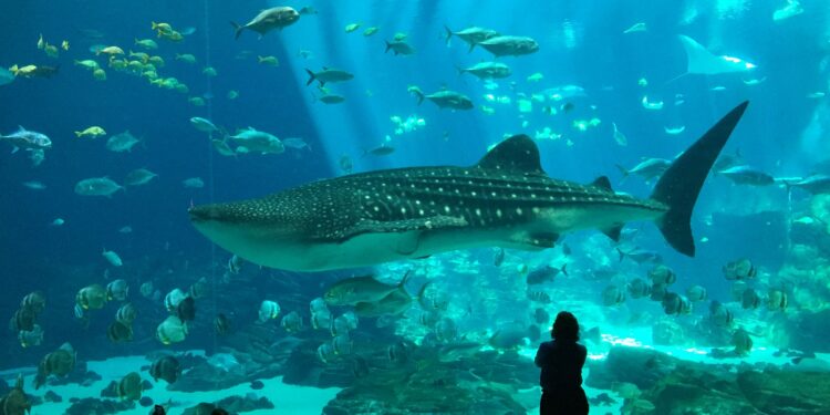 Quel poisson n'a pas besoin de pompe ?