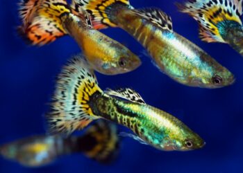 Quel poisson ne pas mettre avec des guppy ?