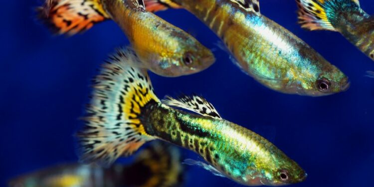Quel poisson ne pas mettre avec des guppy ?