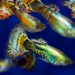 Quel poisson ne pas mettre avec des guppy ?