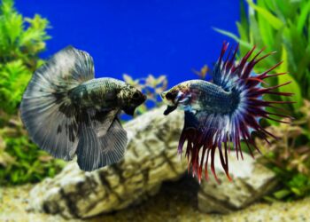 Quel poisson nettoie le fond de l'aquarium ?