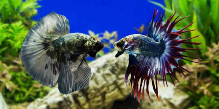 Quel poisson nettoie le fond de l'aquarium ?