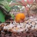 Quel poisson nettoie le fond de l'aquarium ?