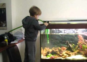 Quel poisson nettoie le fond de l'aquarium ?