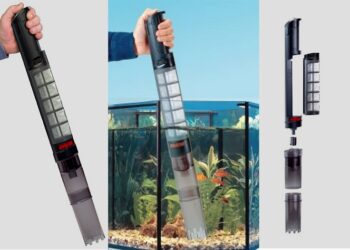 Quel poisson nettoie le fond de l'aquarium ?