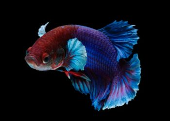 Quel poisson nettoie le fond de l'aquarium ?