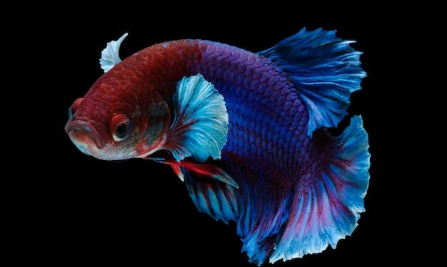 Quel poisson nettoie le fond de l'aquarium ?