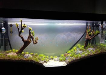 Quel poisson nettoie le fond de l'aquarium ?