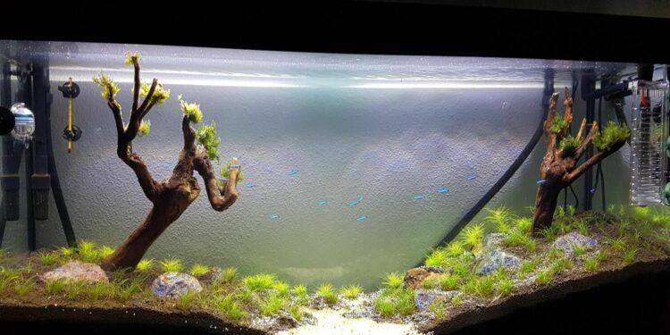 Quel poisson nettoie le fond de l'aquarium ?