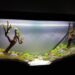 Quel poisson nettoie le fond de l'aquarium ?