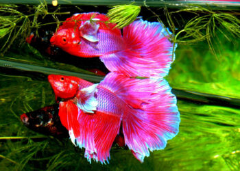 Quel poisson nettoie le fond de l'aquarium ?