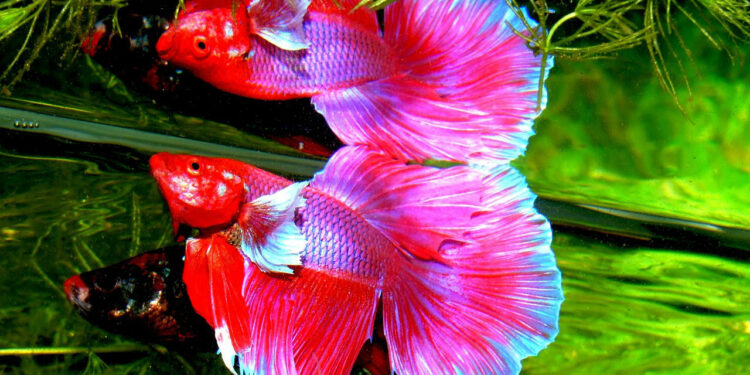 Quel poisson nettoie le fond de l'aquarium ?