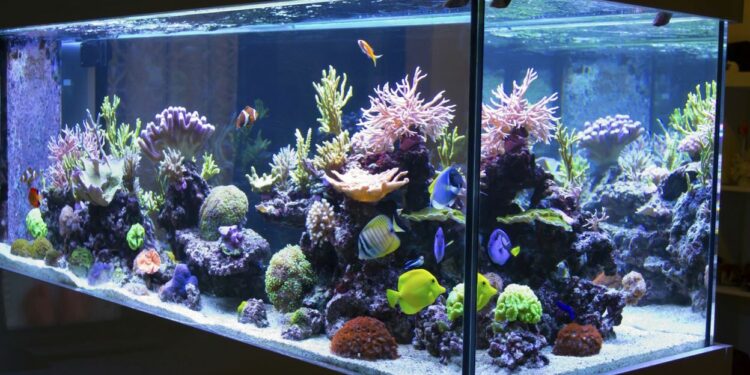 Quel poisson nettoie le fond de l'aquarium ?