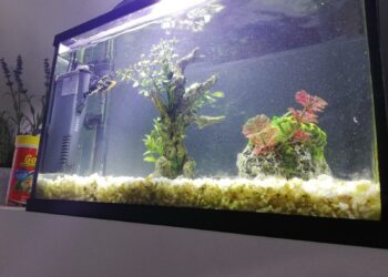 Quel poisson nettoie le fond de l'aquarium ?