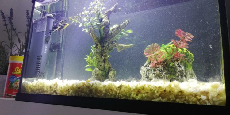 Quel poisson nettoie le fond de l'aquarium ?