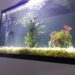 Quel poisson nettoie le fond de l'aquarium ?