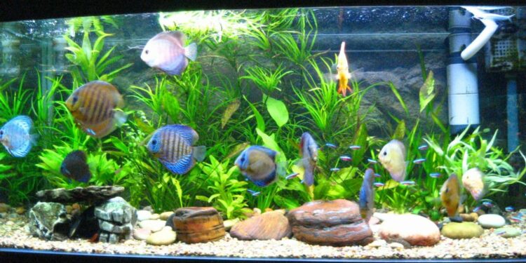 Quel poisson nettoie le fond de l'aquarium ?
