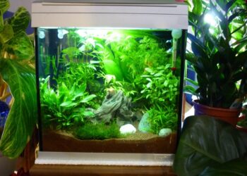 Quel poisson peut cohabiter avec un combattant ?