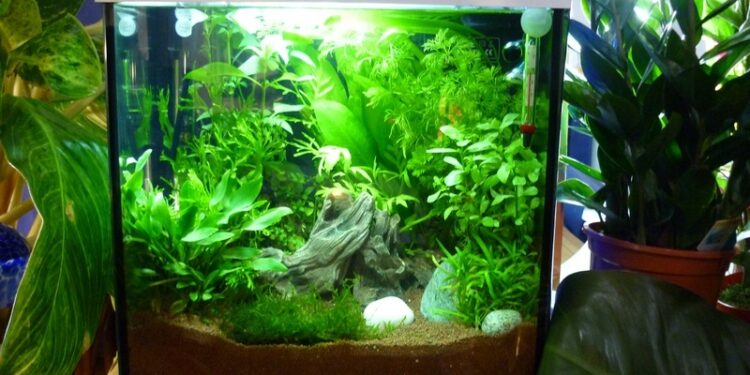 Quel poisson peut cohabiter avec un combattant ?