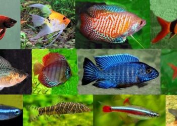 Quel poisson peut vivre avec des Guppy ?