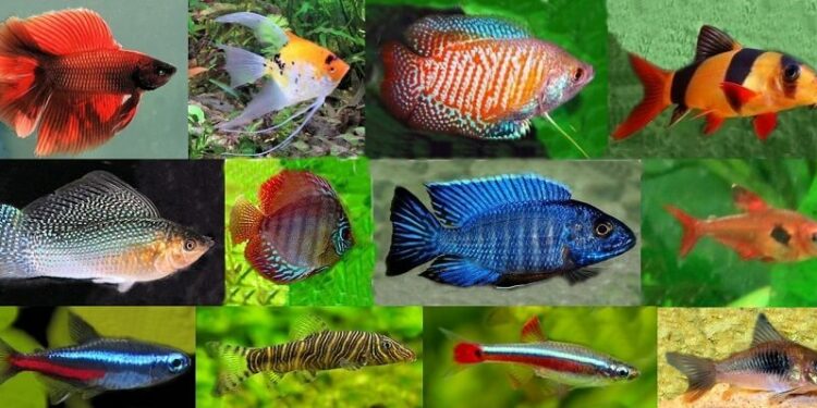 Quel poisson peut vivre avec des Guppy ?