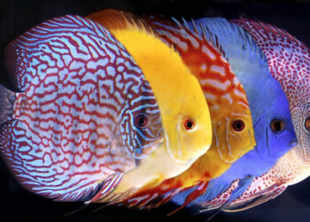 Quel poisson peut vivre seul ?