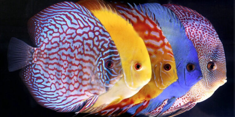 Quel poisson peut vivre seul ?