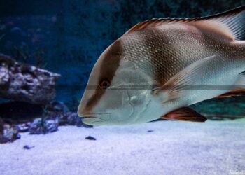 Quel poisson peut vivre seul ?