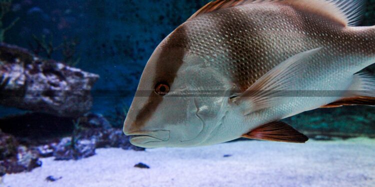 Quel poisson peut vivre seul ?