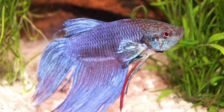 Quel poisson peut vivre seul ?