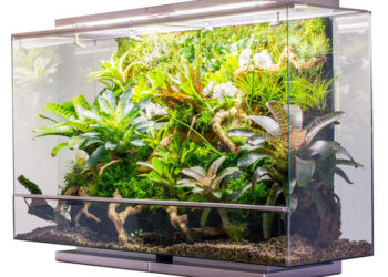 Quel poisson peut vivre seul ?