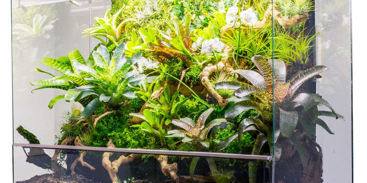 Quel poisson peut vivre seul ?