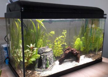 Quel poisson peut vivre seul ?