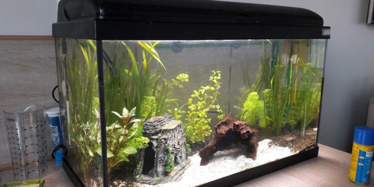 Quel poisson peut vivre seul ?