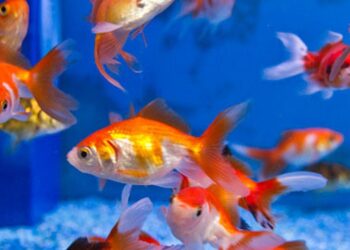 Quel poisson pour 600 litres ?