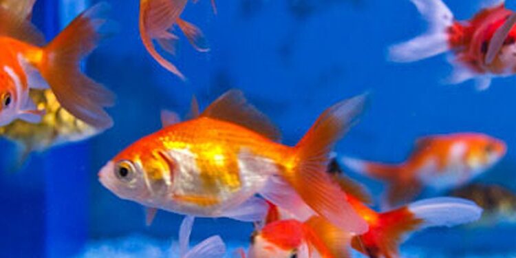 Quel poisson pour 600 litres ?