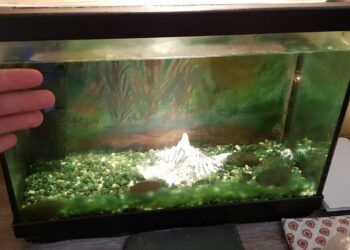 Quel poisson pour aquarium 17 l ?