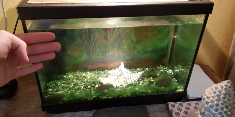 Quel poisson pour aquarium 17 l ?