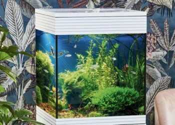 Quel poisson pour aquarium 3 litres ?