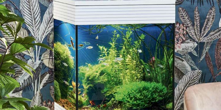 Quel poisson pour aquarium 3 litres ?
