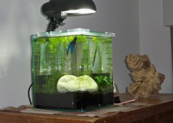 Quel poisson pour aquarium 4l ?