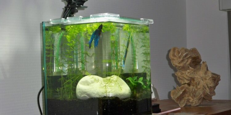 Quel poisson pour aquarium 4l ?