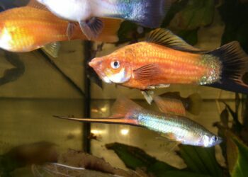 Quel poisson pour aquarium 4l ?