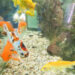 Quel poisson pour aquarium 4l ?